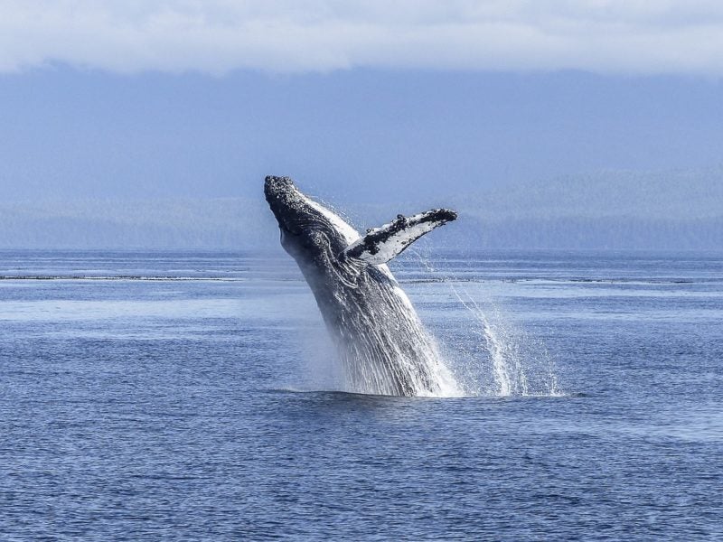 underwater noise whales