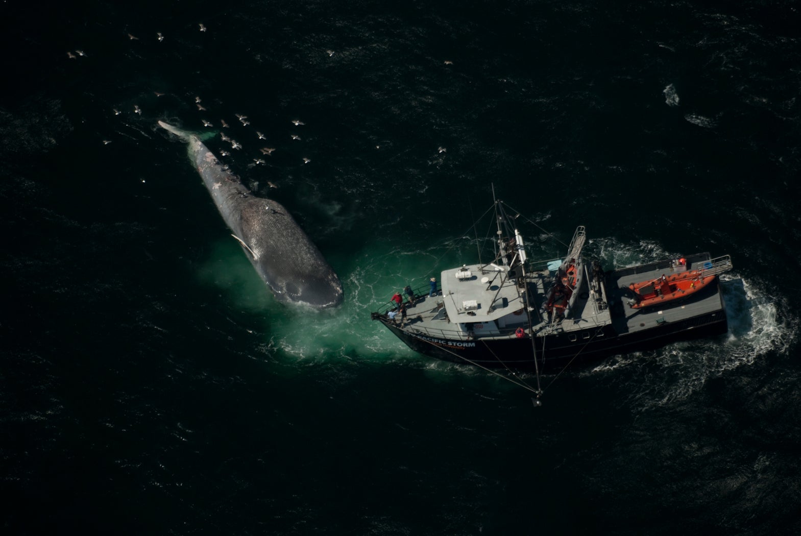 Q&A: How a new marine tracking system could help reduce whale collisions